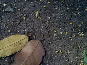 Soil